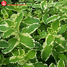 Основное изображение товара