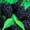 Ежевика "Трипл Краун" на фото