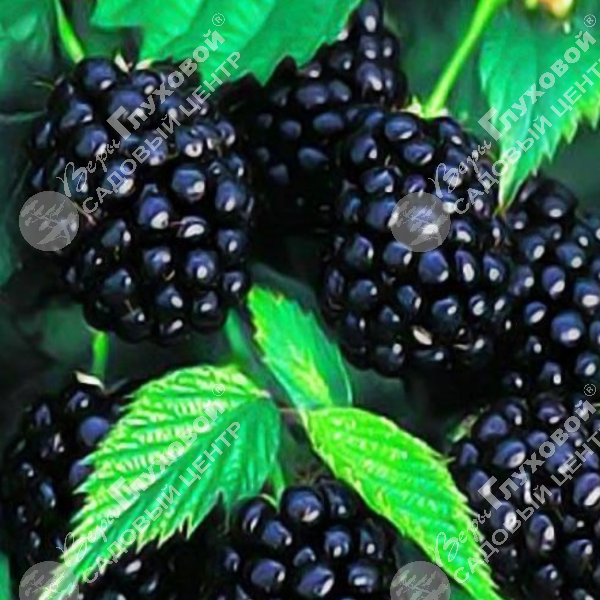 Ежевика "Трипл Краун" на фото