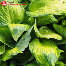 Основное изображение товара