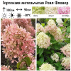Гортензия метельчатая (Hydrangea paniculata) Роял Фловер  С2 СП/26