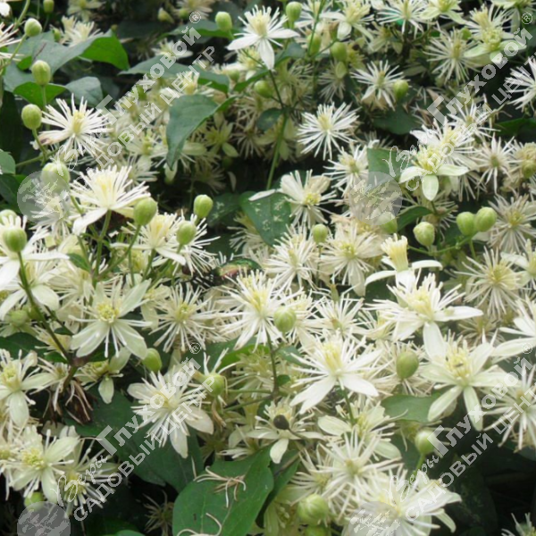 Клематис виноградолистный  на фото