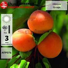 Абрикос Цезарь (средний сорт)