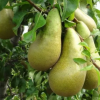 Груша ДК-2 супер карликовая колонновидная (осенний сорт) С5