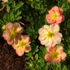 Лапчатка кустарниковая (Potentilla fruticosa) Белла Эппл С3 ГлХ/23