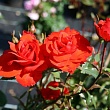 Роза чайно-гибридная 