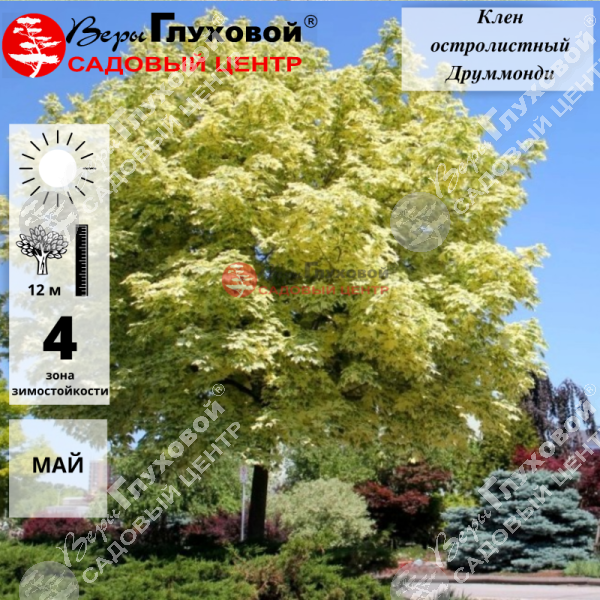 Клен остролистный "Друммонди" на фото