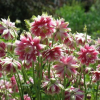 Аквилегия обыкновенная (Aguilegia vulgaris) Нора Барлоу С3 ГлХ/24