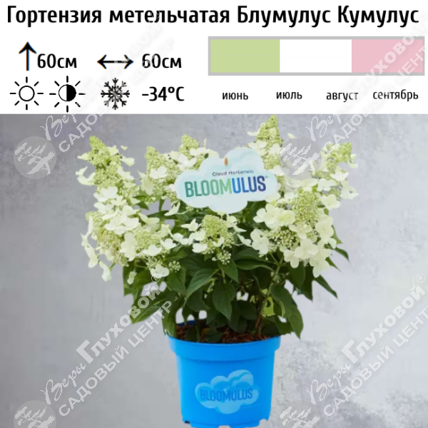 Гортензия метельчатая "Блумулус Кумулус" на фото
