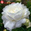 Пион молочноцветковый (Paeonia lactiflora) Энн Казенс С4 ГлХ/26