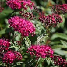 Основное изображение товара