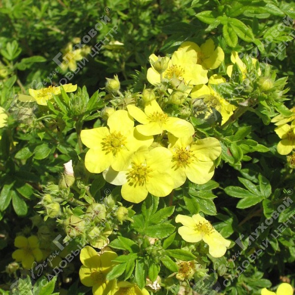 Лапчатка кустарниковая "Лонгакр" на фото