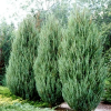 Можжевельник скальный (Juniperus scopulorum) Скайрокет   С3 СП/25