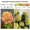 Гортензия метельчатая (Hydrangea paniculata) Мечта Лесково С3 СП/26