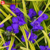 Традесканция андерсона (Tradescantia andersoniana) Свит Кейт С3 ГлХ/24
