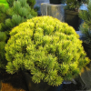 Сосна горная (Pinus mugo) Карстенс Винтерголд 20-25 С7,5 ПС/26