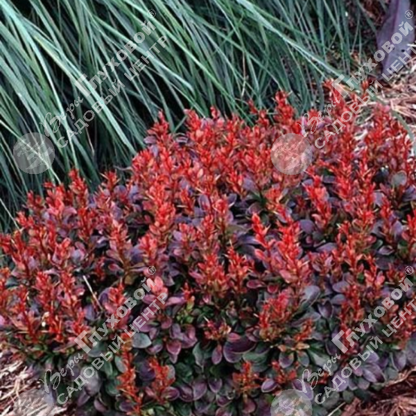 Барбарис Тунберга "Багатель" на фото