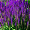 Шалфей дубравный (Salvia nemerosa) Карадонна С2 ГлХ/26