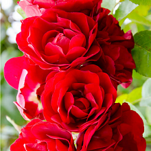 Основное изображение товара