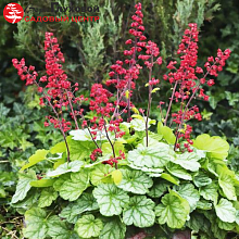 Основное изображение товара