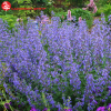 Котовник фассена (Nepeta Faassenii) Уолкерс Лоу С3 СП/24