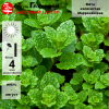 Мята колосистая (Mentha spiсata) Марроканская С3 НСп/21