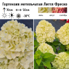Гортензия метельчатая "Литтл Фреско" на фото