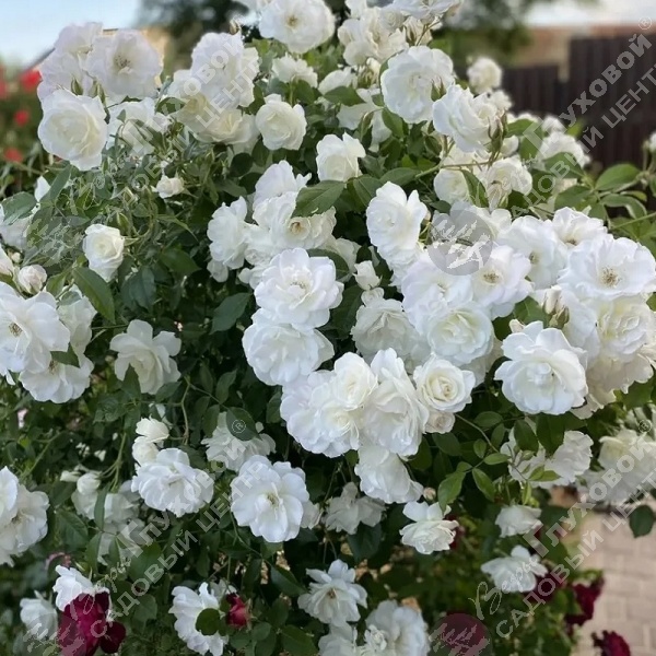 Роза штамбовая "Schneeuwitthen" на фото