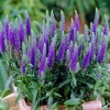 Вероника колосковая (Veronica spicata) Улстер Дварф Блю С3 СП/24