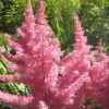 Астильба Арендса (Astilbe arendsii) Анита Пфайфер С2 РАх/25
