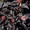 Пузыреплодник калинолистный (Physocarpus opulifolius) Пантера 20-40 С3 НВрп/23