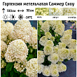 Гортензия метельчатая 