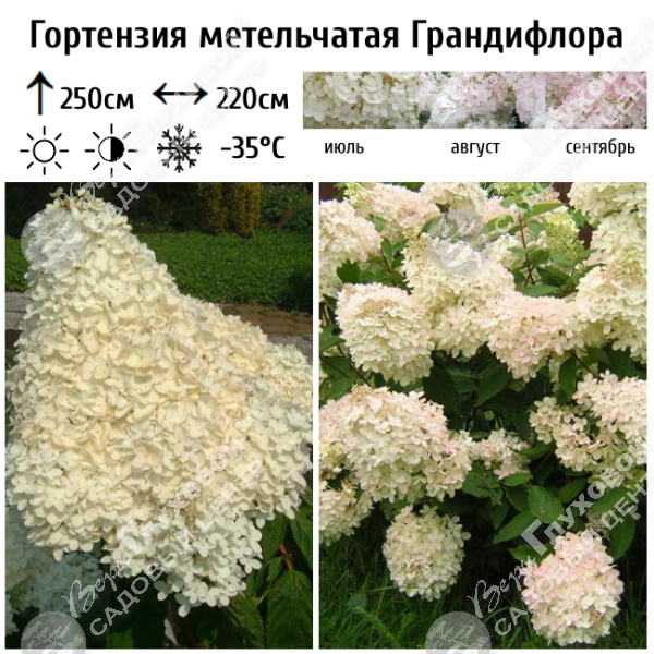 Гортензия метельчатая "Грандифлора" на фото