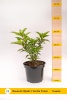 Гортензия метельчатая (Hydrangea paniculata) Ванилла Фрейз  С2 СП/26