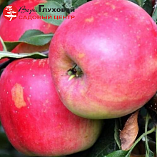 Основное изображение товара