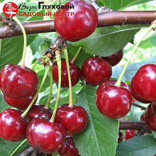 Основное изображение товара