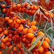 Облепиха 