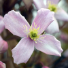 Клематис горный (Clematis montana) 'Odorata' С2 НАп/25