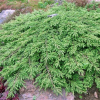 Можжевельник обыкновенный (Juniperus communis) Репанда  60-70 С7,5 РКт/22