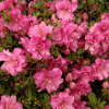Азалия японская (Azalea japonica) 'Petticoat' С5 ПЧ/24
