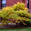Сумах уксусный (Rhus typhina) Тайгер Айс 50-60 С10 БдН/26