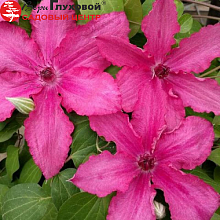 Основное изображение товара