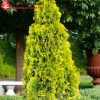 Туя западная (Thuja occidentalis) Голден Брабант   С3 ГлХ/23