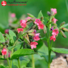 Медуница красная (Pulmonaria rubra) Боулес Ред С3 ГлХ/23
