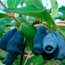 Основное изображение товара