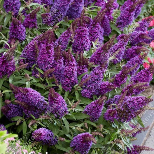 Буддлея Давида "Баттерфляй Канди Литтл Пурпл" на фото
