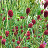 Кровохлебка лекарственная (Sangusorba officinalis) Танна С2-3 РАг/24