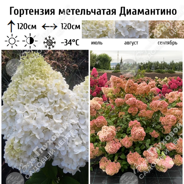 Гортензия метельчатая "Диамантино" на фото