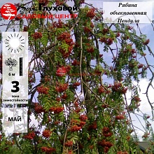 Основное изображение товара