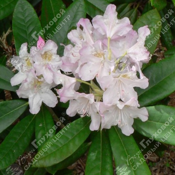 Рододендрон крупноцветковый "Сент Мишель" на фото